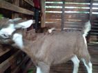 Farm Goat