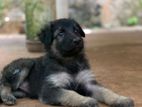 German Shepherd Puppys