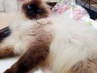 Himalayan Cat
