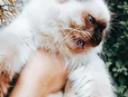 Himalayan Cat