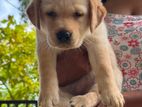 Labrador Puppies