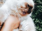 Himalayan Cat