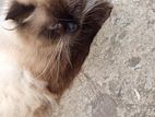 Himalayan cat