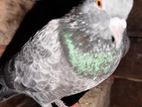 Pigeons