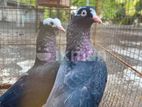 Pigeon