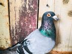 Pigeon