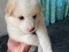 Pomeranian Puppies