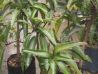 අඹ පැල
