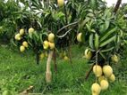 TJC අඹ පැළ - ( Mango Plants )