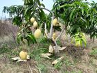 TJC අඹ පැළ - ( Mango plants )