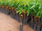 TJC අඹ පැළ - ( Mango plants )