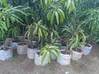 TJC අඹ පැළ - ( Mango plants )