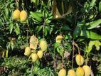 TJC අඹ පැළ - ( Mango Plants )