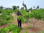 TJC අඹ පැළ - ( Mango plants )