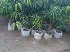 TJC අඹ පැළ - ( Mango plants )