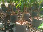 TJC අඹ පැළ - ( Mango plants )