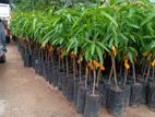 TJC අඹ පැළ - ( Mango plants )