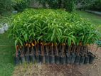 TJC අඹ පැළ - ( Mango plants )