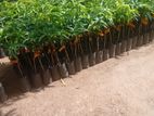 TJC අඹ පැළ - ( Mango plants )