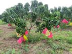 TJC අඹ පැළ - ( Mango plants )