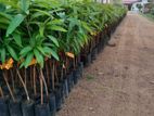 TJC අඹ පැළ - ( Mango plants )