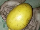 Domicus Mango