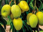 TJC Mangoes