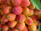 TJC Mango Plant