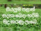 තණ පිඩලි