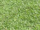 තණ පිඩලි සහ උද්යාන සැකසීම
