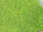 Grass Carpet