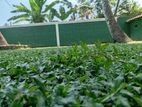 තණකොළ පැදුරු