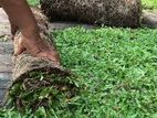 තණකොළ පිඩලි