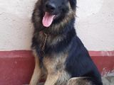 German Shepherd for Crossing