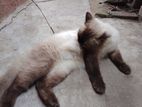 Himalayan cat