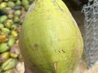 Coconut