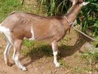Toggenburg Female Goat