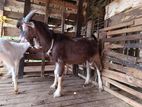 Togenburg Male Goat