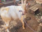Toggenburg Sanan Male Goats