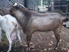 Toggenburg Goats