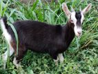 Toggenburg Goats