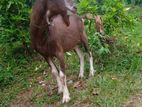 Toggenburg Hornless Male