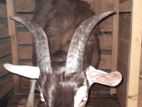 Toggenburg Male Goat