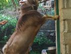 Toggenburg Male Goat