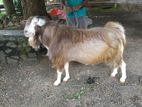Farm Goat