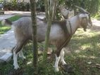 Toggenburg Male Goats