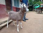 Garm Goat