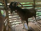 Male Goat