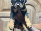 Rottweiler Puppies