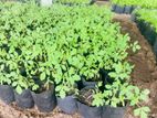 Tomato Plant